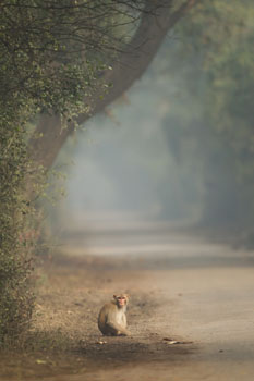 rhesus